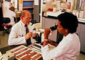 Pathologists examining biopsy microscope slide