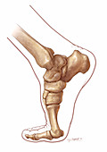 Foot and Ankle Skeletal Anatomy,Medial