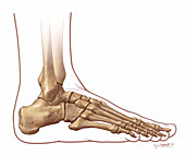 Foot and Ankle Skeletal Anatomy,Lateral