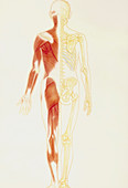 Illustration of human muscle and skeletal systems