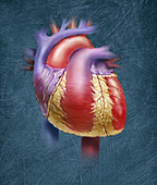 Human Heart