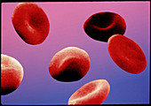 Coloured SEM of human red blood cells