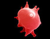 Red blood cell in hypertonic solution