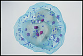 Artwork of a neutrophil white blood cell