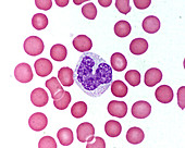 Monocyte