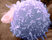 Lymphocyte