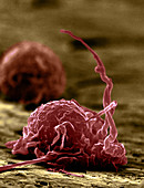 Human macrophage
