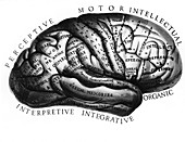 Diagram of brain functions