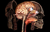 Skull,Brain,and Sense Organs