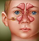 Child Ear Anatomy