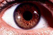 Close-up of healthy brown human eye