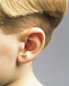 Boys Ear