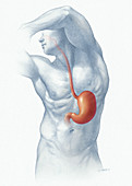 Stomach and Esophagus