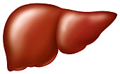 Liver