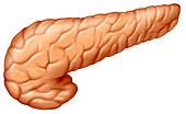 Human Pancreas