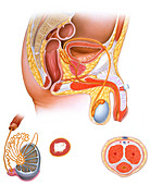 Male Reproductive Tract