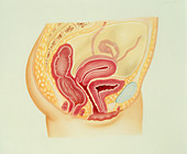Artwork of the female reproductive system