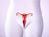 Front view female reproductive organs