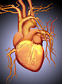 Graphic Illustration of a Heart
