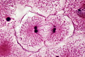 Early telophase of mitosis,LM