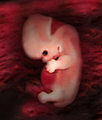 48-day-old Embryo