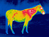 A thermogram of a horse