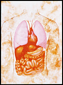 Artwork of a human torso showing body organs