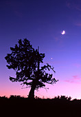 Juniper Tree,Moon and Venus