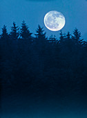 Full moon sliding behind trees