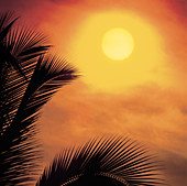 Sunset with palm tree fonds