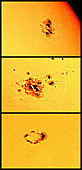 Sun & Sunspot 10484