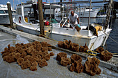 Sponge diver cleaning grass sponges