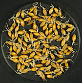 Malting barley seed