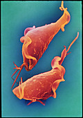 Trichomonas parasite