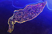 Trichonympha protozoan