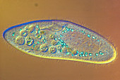 Paramecium caudatum