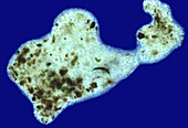 Pelomyxa Palustris
