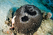 Black-Ball Sponge (Ircinia strobilina)