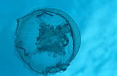 Moon jellyfish