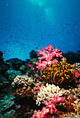 Soft coral reef around Fiji