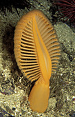 Orange Sea Pen