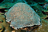 Boulder Brain Coral and Boulder Star Coral