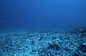 Dynamited Coral Reef
