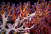 Soft Coral trees and Sponges