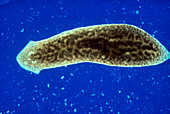 LM of Dugesia sp.,cold water flatworm