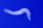 Polyclad Flatworm