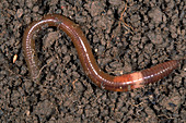 Earthworm