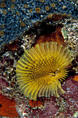 Yellow Fan Worm