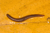 Freshwater Leech (Hirudo sp.)