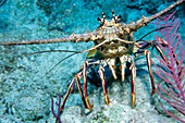 Caribbean spiny lobster